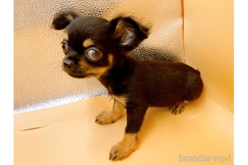 成約済の東京都のポメチワ:ポメラニアン×チワワ-327773の3枚目