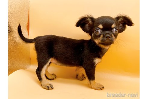 成約済の東京都のポメチワ:ポメラニアン×チワワ-327773の4枚目