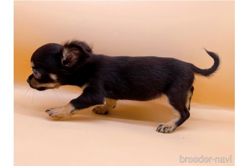 成約済の東京都のポメチワ:ポメラニアン×チワワ-327773の5枚目