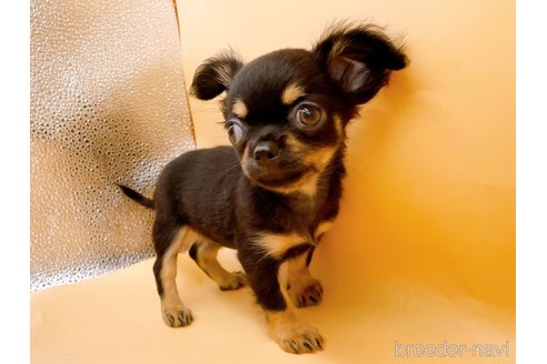 成約済の東京都のポメチワ:ポメラニアン×チワワ-327773の6枚目