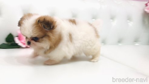 成約済の埼玉県のミックス犬-319677の3枚目