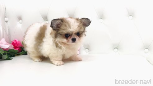 成約済の埼玉県のミックス犬-319682の3枚目