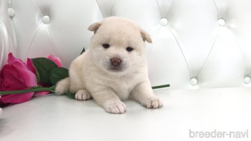 成約済の埼玉県の柴犬-325592の2枚目