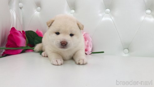成約済の埼玉県の柴犬-325592の3枚目