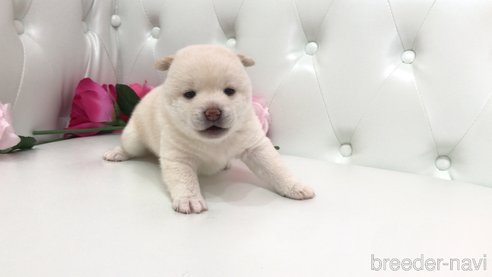 成約済の埼玉県の柴犬-325592の4枚目