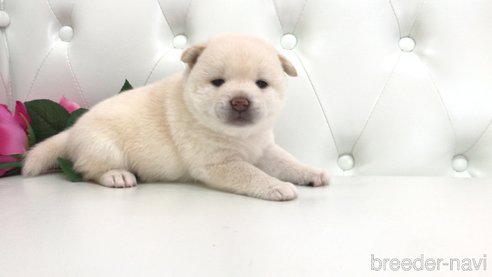 成約済の埼玉県の柴犬-325592の5枚目
