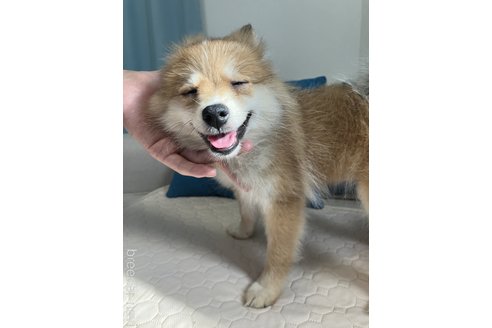 成約済の千葉県のポメラニアン-317524の4枚目