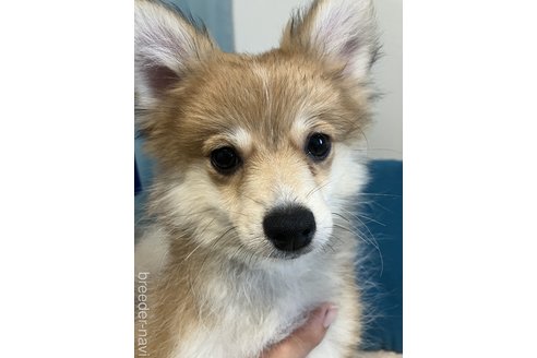 成約済の千葉県のポメラニアン-317524の3枚目