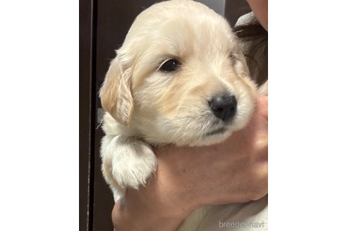 成約済の福井県のゴールデンレトリーバー-327827の4枚目