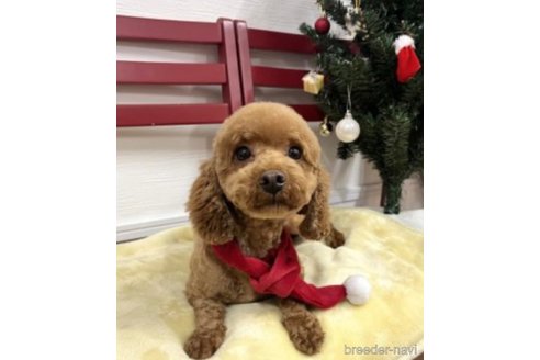 銀ちゃん1枚目