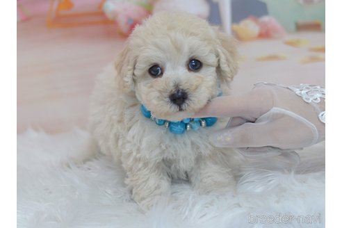 成約済の埼玉県のチワプー:チワワ×トイプードル-327841の19枚目
