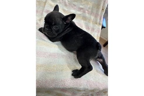 成約済の千葉県のフレンチブルドッグ-327842の3枚目