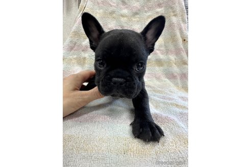 成約済の千葉県のフレンチブルドッグ-327842の1枚目