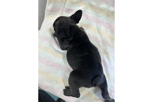 成約済の千葉県のフレンチブルドッグ-327842の4枚目