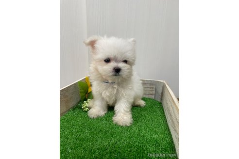 成約済の滋賀県のマルチーズ-319557の2枚目
