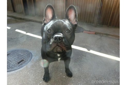 販売中の兵庫県のフレンチブルドッグ-275598の5枚目