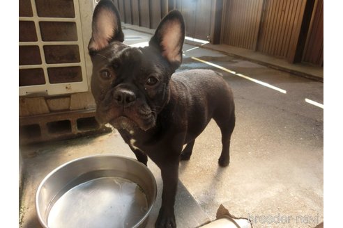 販売中の兵庫県のフレンチブルドッグ-275598の3枚目