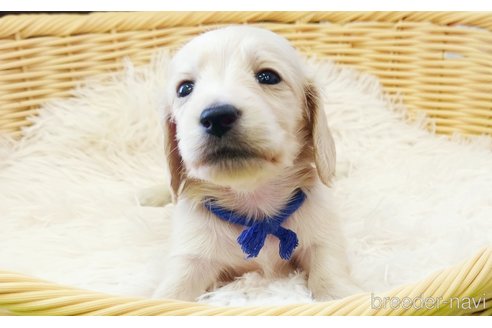 成約済の和歌山県のミニチュアダックスフンド(ロングヘアード)-326564の2枚目