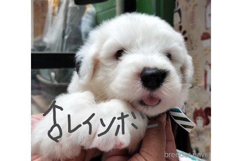 成約済の香川県のオールドイングリッシュシープドッグ-324288の2枚目