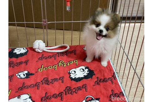 成約済の埼玉県のポメラニアン-321748の4枚目