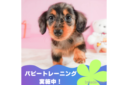 成約済ののミニチュアダックスフンド(ロングヘアード)-327904