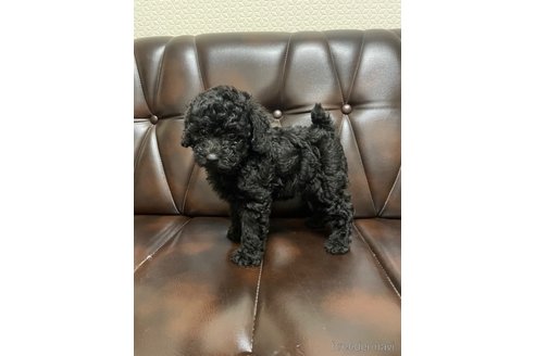 成約済の滋賀県のトイプードル-319091の1枚目