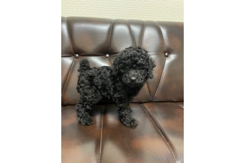 成約済の滋賀県のトイプードル-319091の3枚目