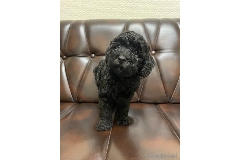 成約済の滋賀県のトイプードル-319090の8枚目
