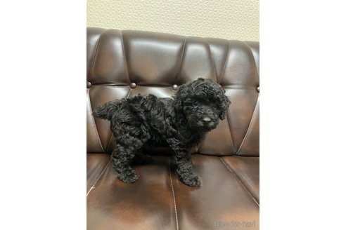 成約済の滋賀県のトイプードル-319090の10枚目