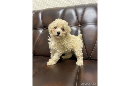 成約済の滋賀県のタイニープードル-319280の4枚目