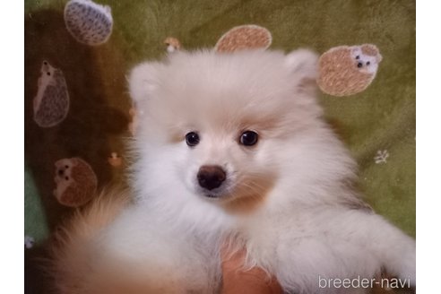 成約済の福岡県のポメラニアン-318154の18枚目