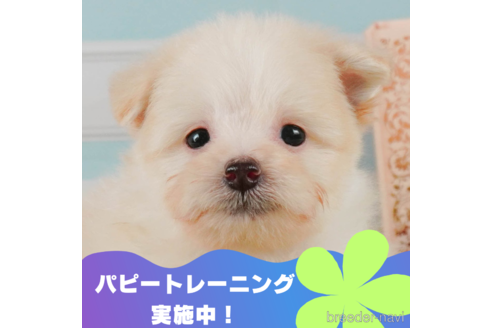 成約済の静岡県のポメプー:ポメラニアン×トイプードル-327916の1枚目