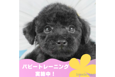 成約済の静岡県のトイプードル-327917の1枚目
