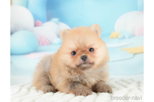 成約済の埼玉県のポメラニアン-327925の2枚目