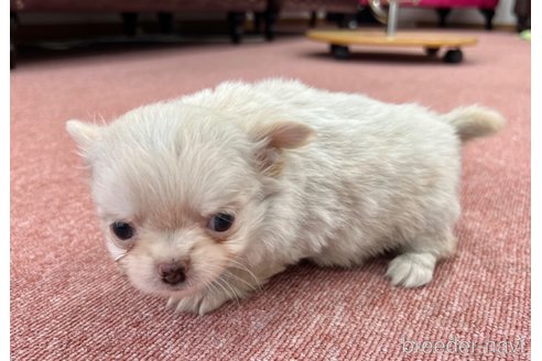 成約済の香川県のチワワ(ロングコート)-325387の9枚目
