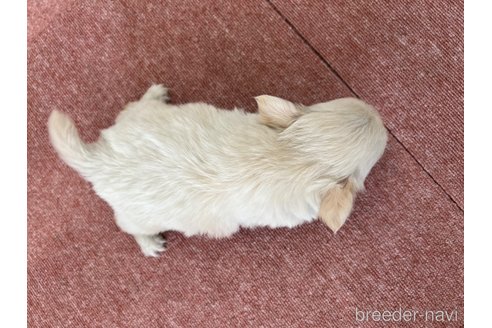 成約済の香川県のチワワ(ロングコート)-325387の5枚目