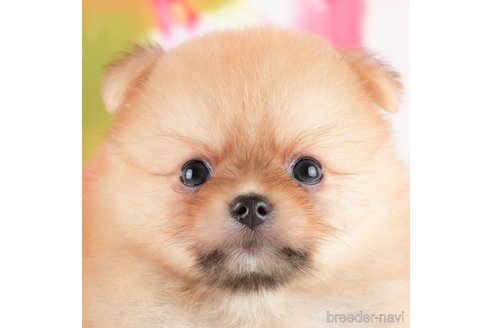 成約済の埼玉県のポメラニアン-327929の1枚目