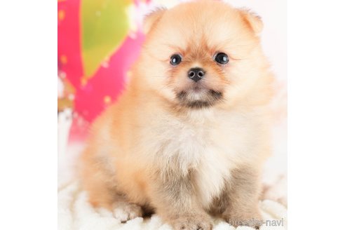 成約済の埼玉県のポメラニアン-327929の5枚目