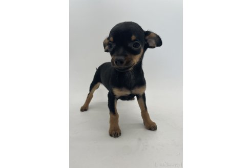 成約済の千葉県のミックス犬-323797