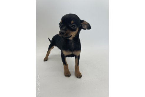 成約済の千葉県のミックス犬-323797の7枚目