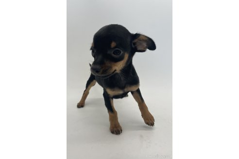 成約済の千葉県のミックス犬-323797の6枚目