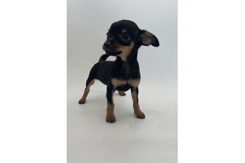 成約済の千葉県のミックス犬-323797の5枚目