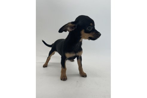 成約済の千葉県のミックス犬-323797の3枚目