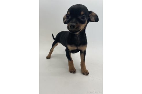 成約済の千葉県のミックス犬-323797の2枚目