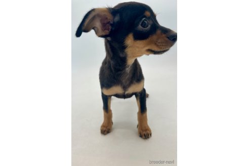 成約済の千葉県のミックス犬-323795の2枚目
