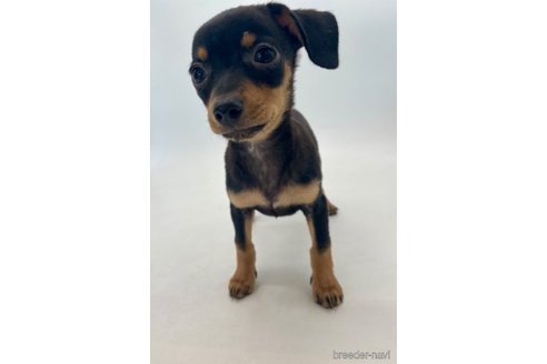 成約済の千葉県のミックス犬-323795の3枚目