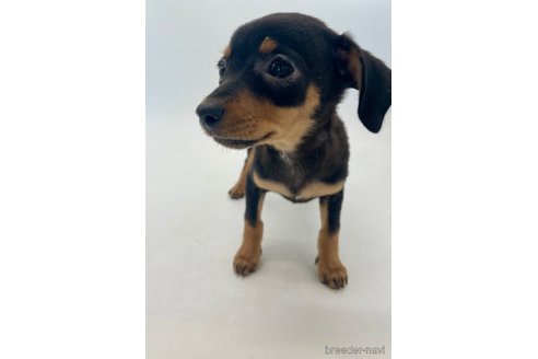 成約済の千葉県のミックス犬-323795の6枚目