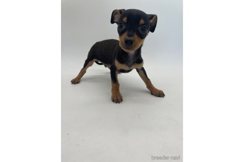 成約済の千葉県のミックス犬-323793