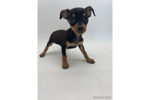成約済の千葉県のミックス犬-323793の4枚目
