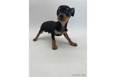 成約済の千葉県のミックス犬-323793の5枚目